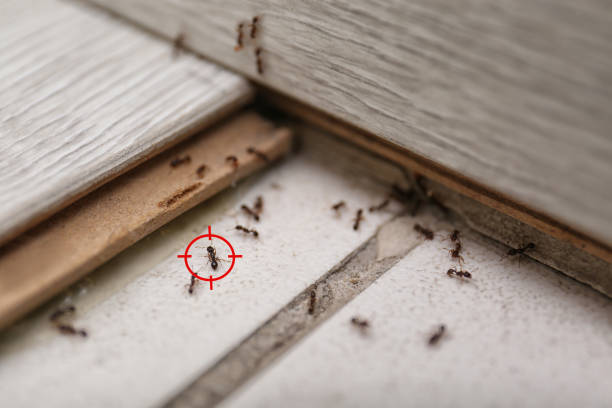 Best Cockroach Control Services  in Minneapolis, KS