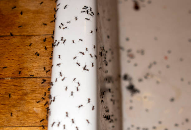 Best Insect Control  in Minneapolis, KS